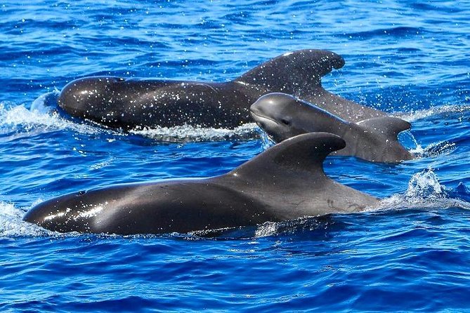 Whale Watching Catamaran to Los Gigantes & Masca (Including drinks & warm lunch) - Searching for pilot whales and dolphins