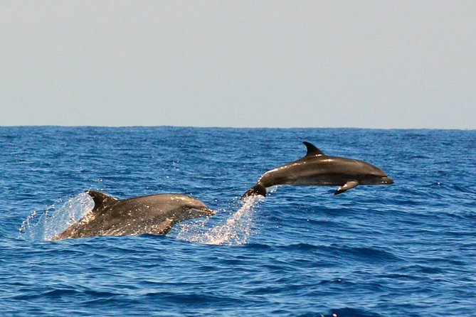 Whale Watching Eco-Adventure from Costa Adeje - Setting out from Puerto Colón in Costa Adeje