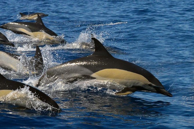 Whale Watching Eco-Adventure from Costa Adeje - Listening to whales with the hydrophone