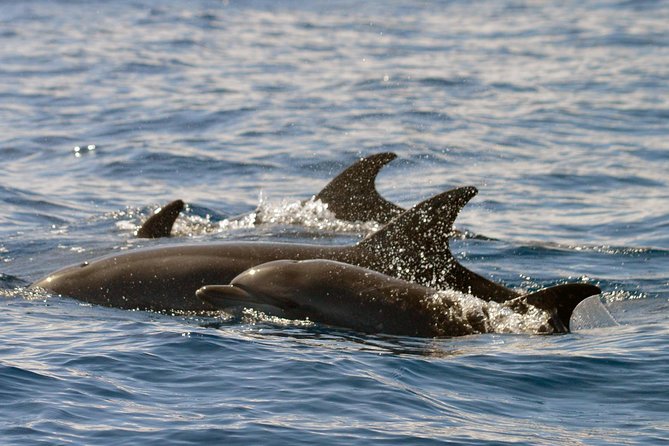 Whale Watching Eco-Adventure from Costa Adeje - Why the eco-friendly approach matters