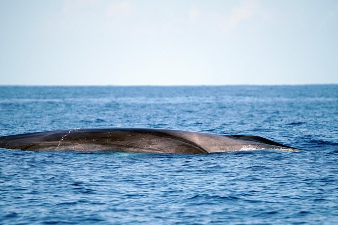 Whale Watching Eco-Adventure from Costa Adeje - The guides are a major part of the value