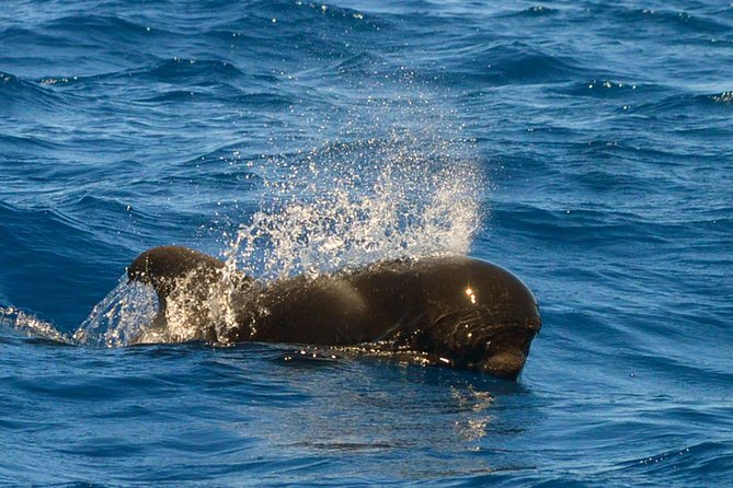 Whale Watching Eco-Adventure from Costa Adeje - The photographs are a useful extra