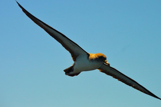Whale Watching Eco-Adventure from Costa Adeje - Timing, weather, and the risk of nature