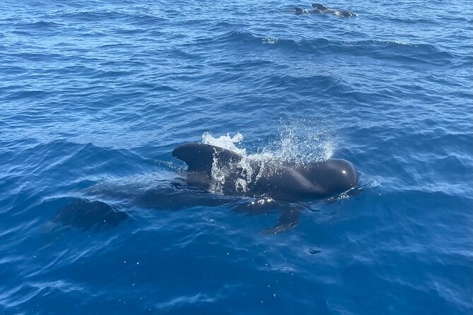 Whales and Dolphins excursion on a Luxury Yacht in Canary Islands - Anchoring near Los Cristianos for swimming and snorkeling