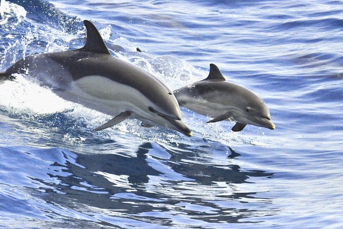 Whales & Dolphins watching in exclusive sailboat - Who will enjoy this boat trip most