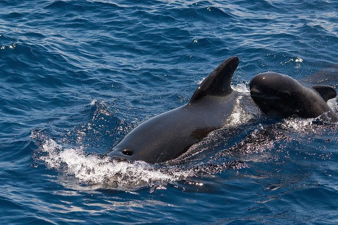Whales & Dolphins watching in exclusive sailboat - Watching pilot whales in their home waters