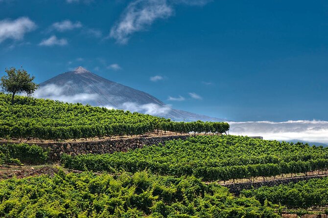 Winery Tour and Tasting in Tenerife with the Sommelier - Who should book this Tenerife wine tasting?